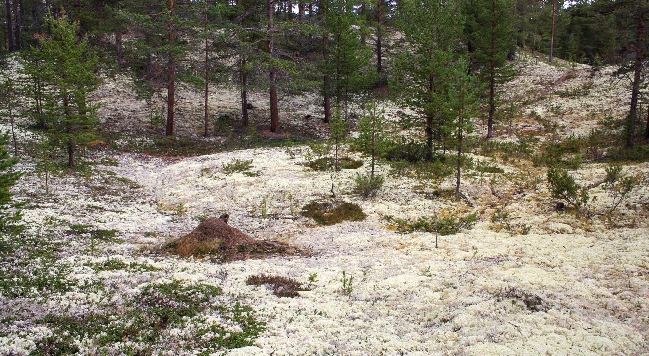 Bildet viser et snødekket, skogområde med en liten haug midt på bildet. Haugen er en gammel kullmile som ble oppdaget takket være ny teknologi.