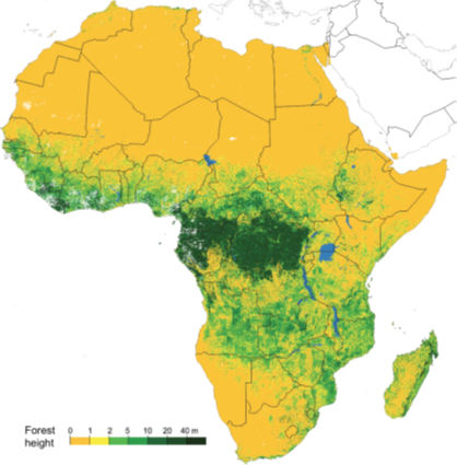 Illustrasjonen viser Afrika merket i ulike nyanser av gult og grønt. Fargene representerer ulik e vegetasjonshøyder i Afrika. Nord på kontinentet, der Sahara-ørken og lite vegetasjon foreligger, er det jevnt over gult, mens syd for ørkenen er det grønt. 