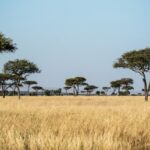 Bildet viser en skyfri, blå himmel på det afrikanske savanne. Gresset er gult og det er grønne trær på horisonten.