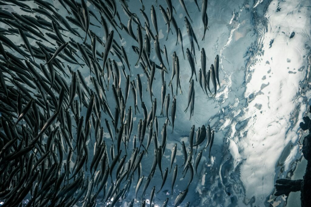 Undervannsbilde tatt oppover av en stor fiskestim som svømmer i et koordinert mønster mot havbakgrunn.