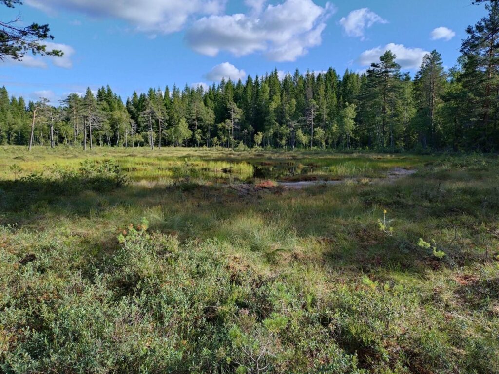 Vassmyra i Sørkedalen, Oslo, mellom Skansebakken og Lysedammene. Den bakre delen av myra har spredte trær, mens det utenfor myra er tettere skog. Midt i myra er det en åpen vannflate.