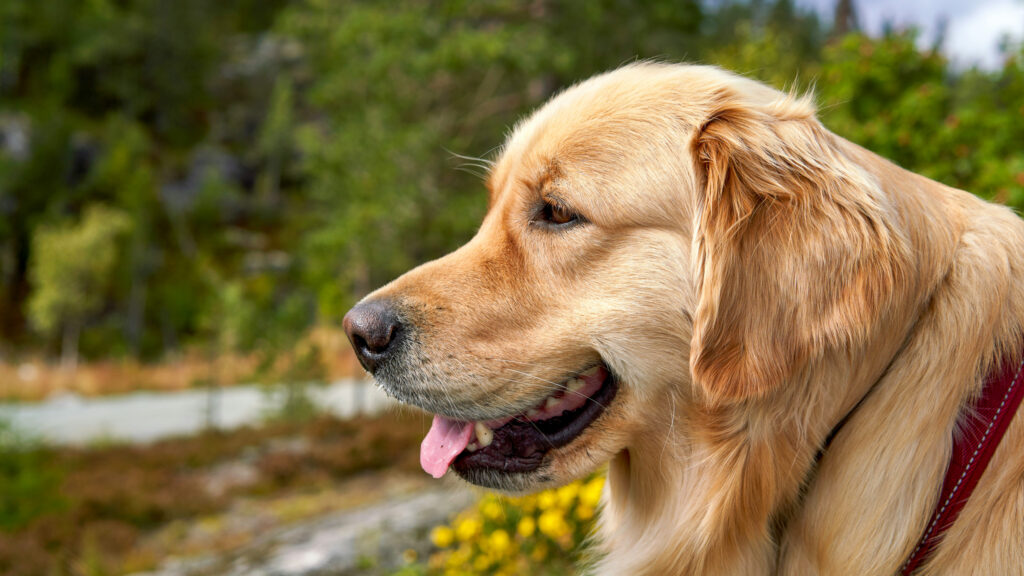 Golden retriever sett i profil. Naturlandskap.