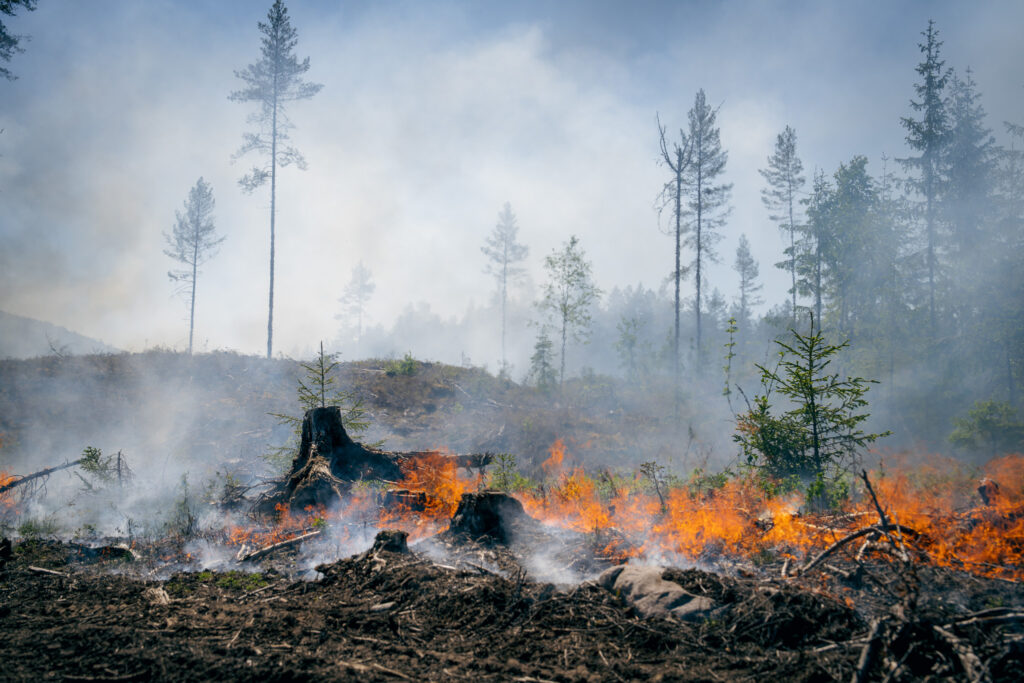 Et skogholt i flammer. Det brenner på bakken og røyken siver opp mellom trærne.