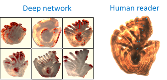 The figure shows six images of otoliths to the left that demonstrate which areas of the object deep neural networks find notable when assessing the image. To the right, for comparison, an image of what humans see. 