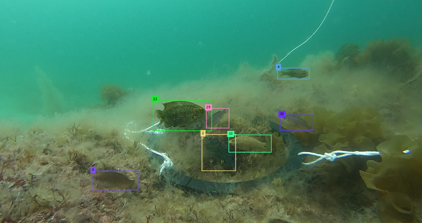 This is an underwater image of a seabed. Important elements are highlighted with green, red and yellow dots. There are sandeels on the seabed.