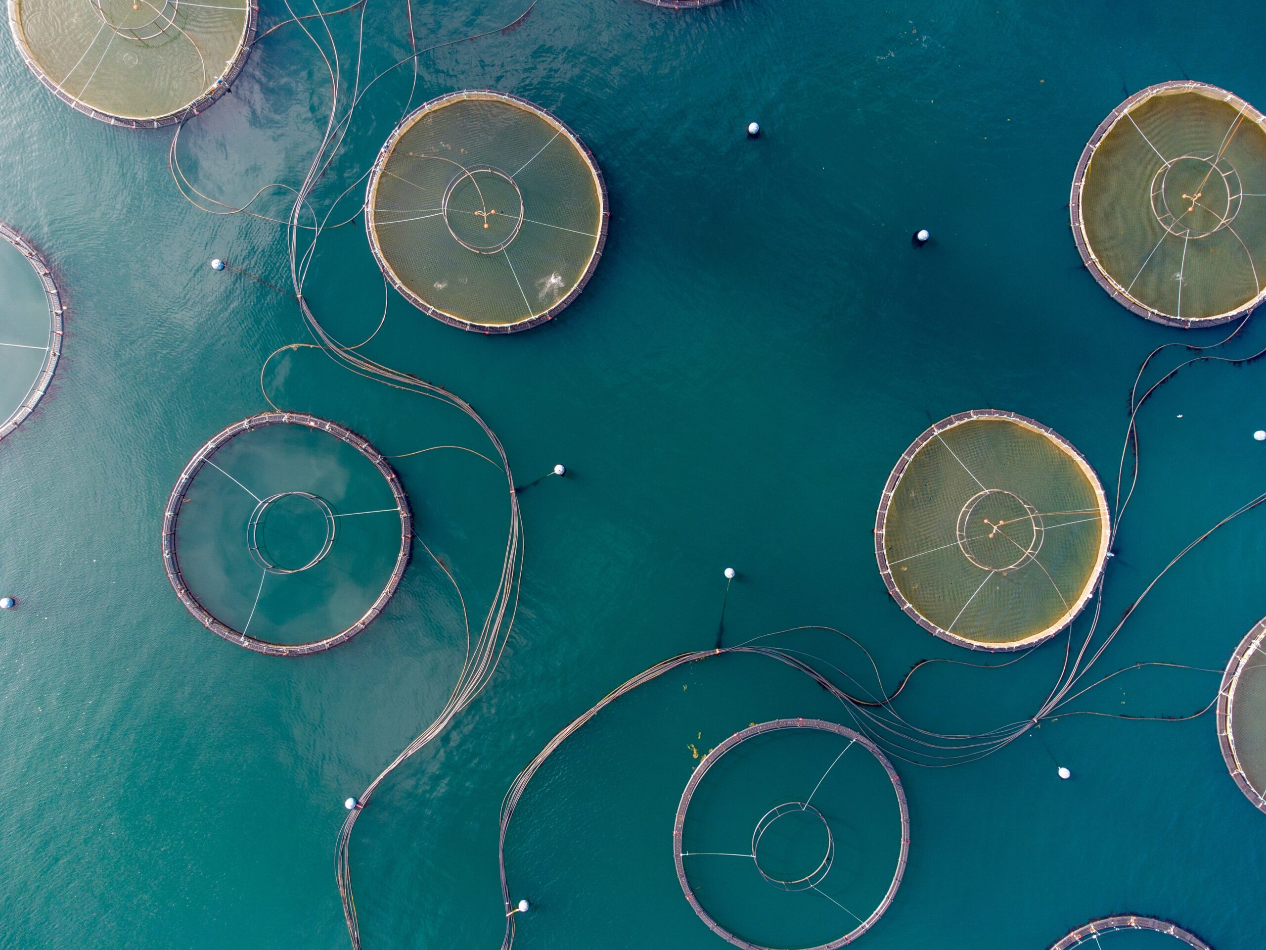 An aerial view of an open water fish farm. Each section of the farm is a circular pen (cage) surrounded by water. Image by Bob Brewer via Unsplash.