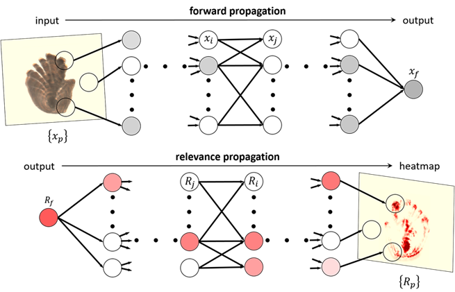 The figure shows an illustration of a  deep neural network for age prediction of fish