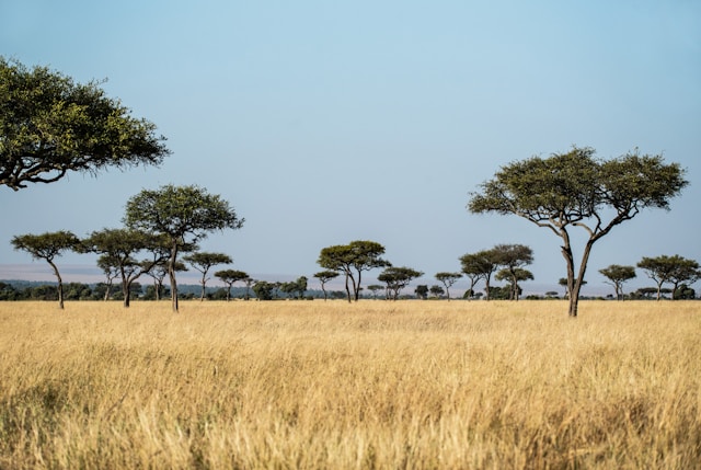 Estimating vegetation height across Africa